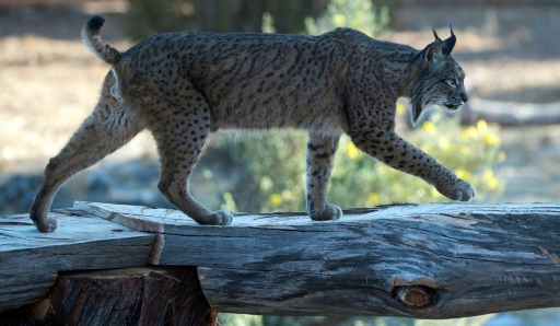 En Espagne, le lynx sauvé de l'extinction par un programme d'élevage en captivité