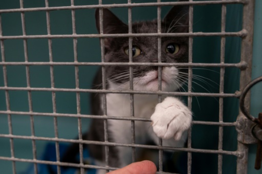 "Complet" : saturés, les refuges face à l'abandon massif des chiens et chats