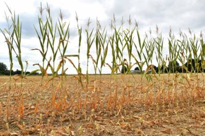Les canicules ont coûté entre 22 et 37 milliards d'euros depuis 2015, selon une étude.jpg