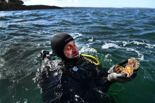 Menacée d'extinction, l'huître plate pourrait revenir dans les assiettes