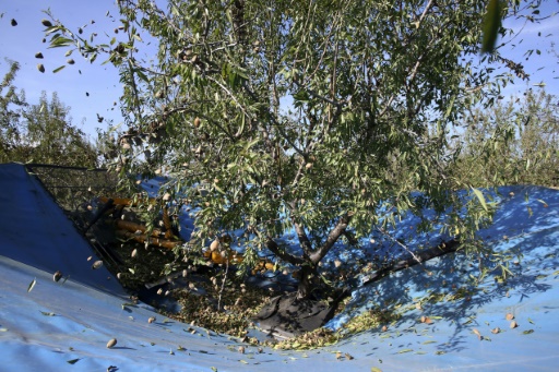 L'amande corse mise sur le haut de gamme face au géant américain