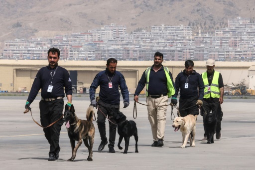 Abandonnés à leur sort, les chiens de l'aéroport de Kaboul se préparent à reprendre du service