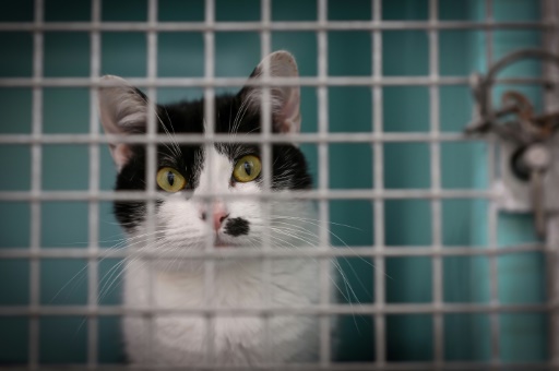 Maltraitance animale : une série de mesures sur les cirques, animaleries, et des sanctions