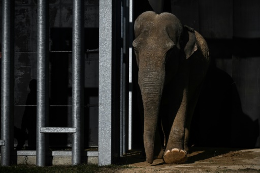 Les éléphants des cirques peuvent prendre leur retraite en Limousin