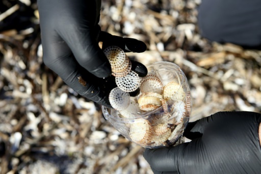 Corse : opération de dépollution des biomédias, déchets issus des stations d'épuration