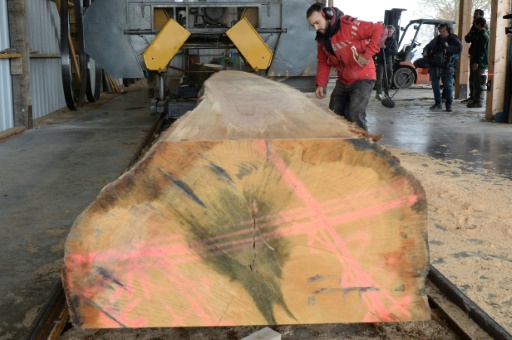 Début du sciage de huit chênes exceptionnels destinés à Notre-Dame