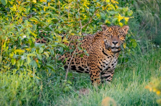 Le jaguar retrouve peu à peu son habitat naturel en Argentine