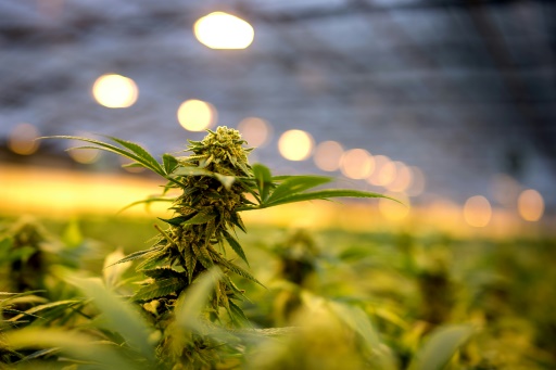 Le Conseil d'Etat suspend l'interdiction de la vente des fleurs de cannabis
