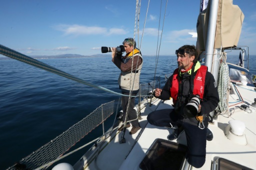En Méditerranée, dauphins et oiseaux à l'ombre des futures éoliennes géantes