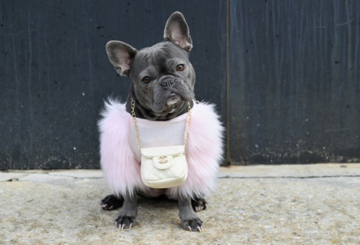 Le bouledogue, chien des stars ciblé par les voleurs en Amérique