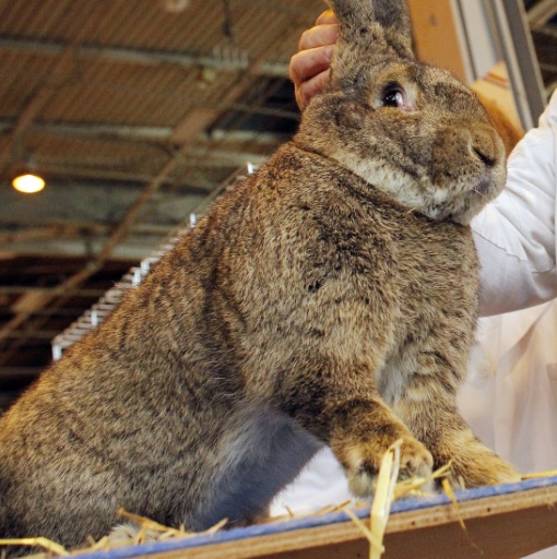 Pâques : Qui a volé Schmoutzi, lapin géant, vedette du marché de Colmar ?