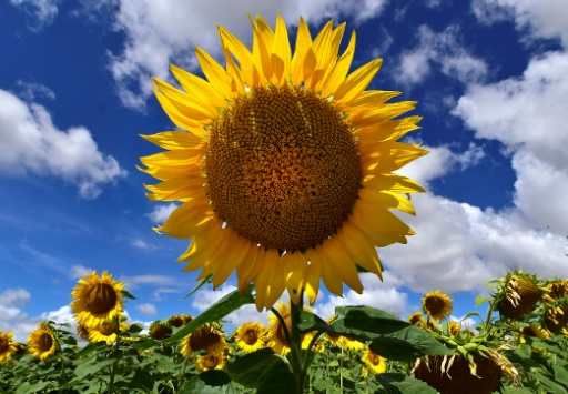 En Vendée, la revanche du tournesol, fruit de la guerre et du marché