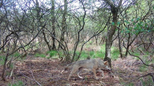 Le loup réapparaît dans le Finistère après plus d'un siècle d'absence