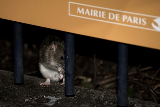 Cohabitation ou éradication : à Paris, le sort des rats divise les élus