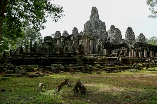 Cambodge : autour d'Angkor, le fragile retour des espèces sauvages menacées