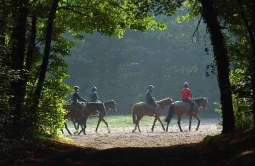 La forêt de Chantilly, sentinelle menacée du réchauffement climatique