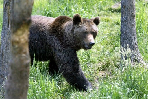 L'ours des Pyrénées, discrètement surveillé pour assurer sa survie