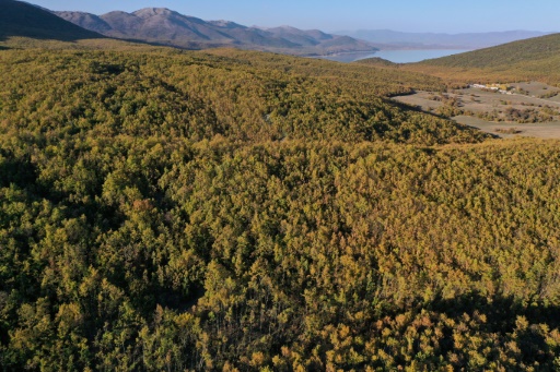 "Ne pas le perdre à jamais" : la lutte pour sauver le lynx des Balkans