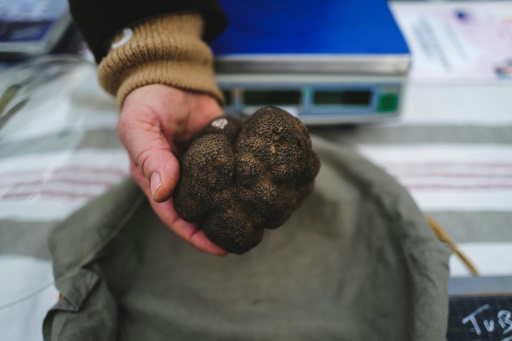 Dans le sud de la Drôme, le moral en berne des trufficulteurs