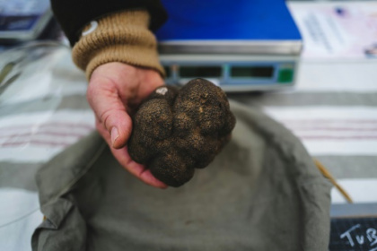 Dans le sud de la Drôme, le moral en berne des trufficulteurs.jpg