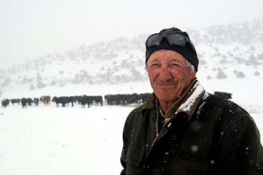 Au Colorado, la réintroduction du loup déchaîne les passions
