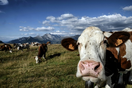 Moins de vaches pour le climat ? Le monde de l'élevage accuse le coup