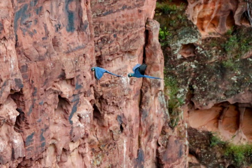 Un perroquet bleu freine l'installation d'éoliennes au Brésil