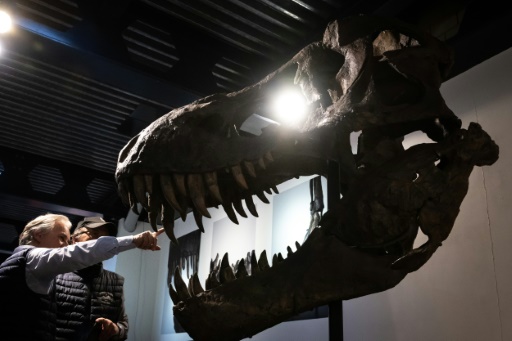 Un squelette composite de T-Rex vendu près de 5,6 millions d'euros aux enchères