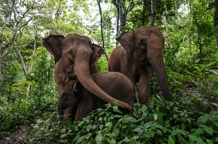 Les deux-tiers de l'habitat des éléphants d'Asie détruits en trois siècles