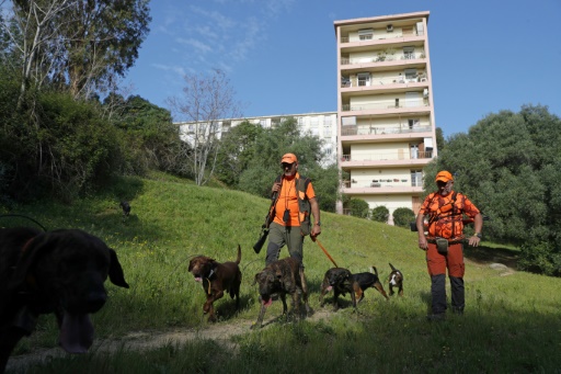 A Ajaccio, des battues pour lutter contre la prolifération des sangliers