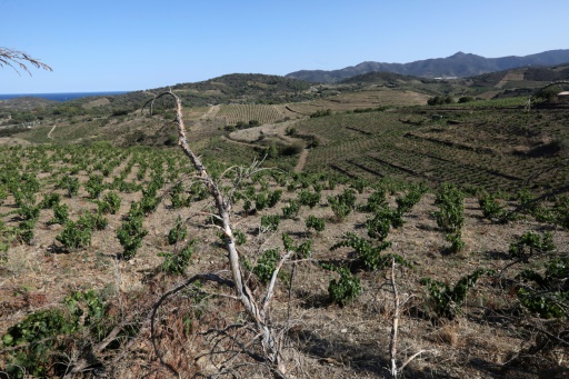 Faute de pluie, les vignerons des Pyrénées-Orientales craignent de maigres vendanges