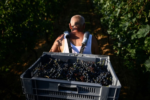 Casquettes, crème solaire... vendange "torride" dans le Bordelais