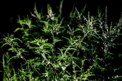 Arracher l'ambroisie, un enjeu de santé publique.jpg