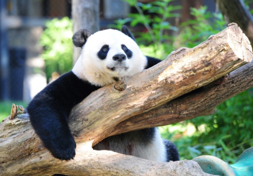 La désinformation sur les pandas attise le sentiment anti-américain en Chine
