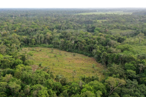 La forêt amazonienne, arme de pression de la guérilla en Colombie